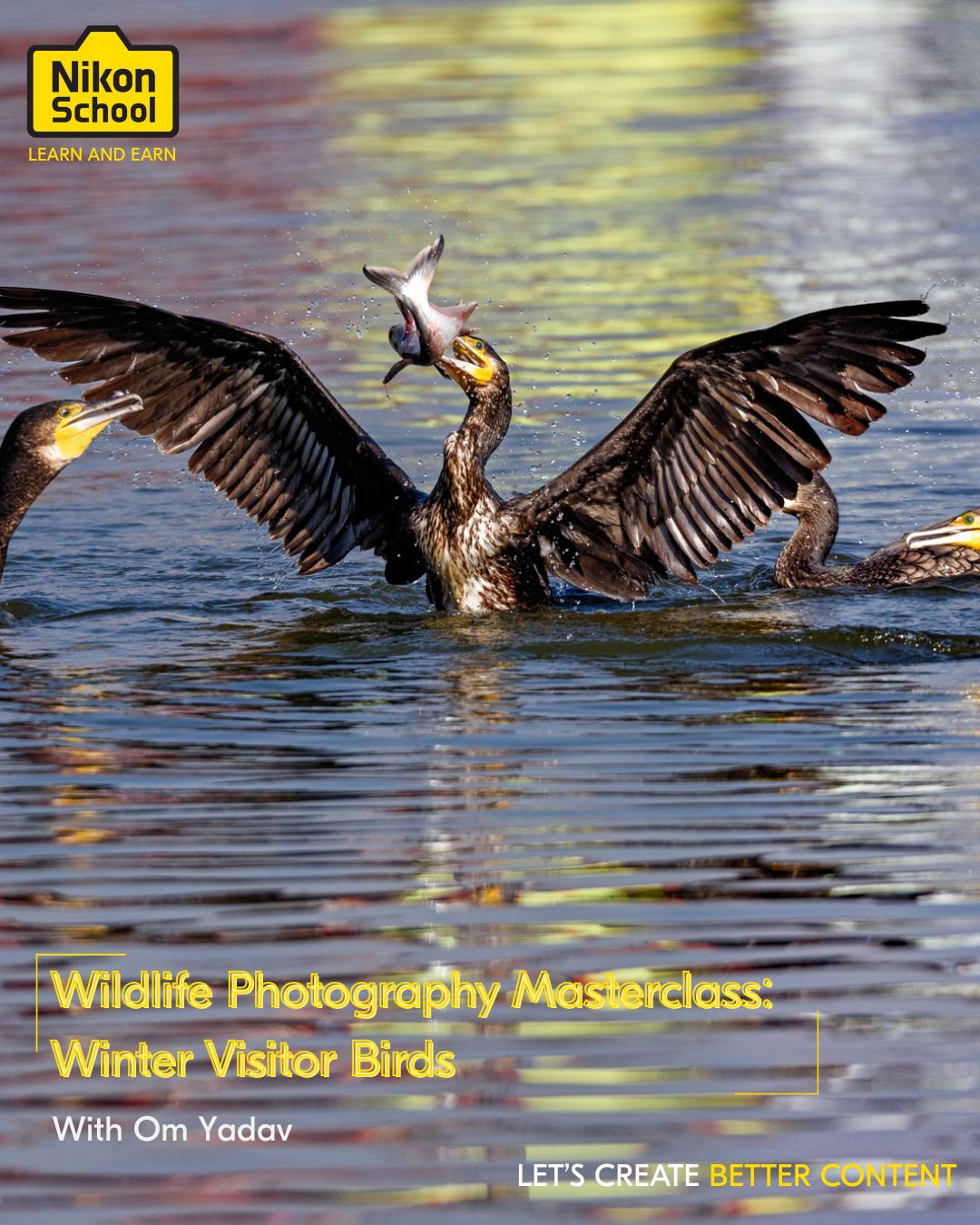 Wildlife Photography: Winter Visitor Birds with Om Yadav